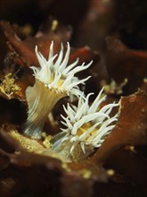 Two spiegeleianemone (Actinothoe sphyrodeta) protrude from a brown underwater landscape. Dive site