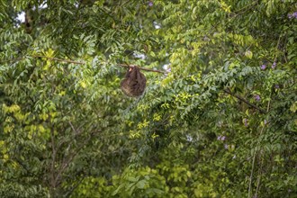 Brown-throated sloth (Bradypus variegatus) hanging asleep in a tree, Tortuguero National Park,