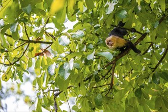 White-headed capuchin (Cebus imitator) in a tree, Cahuita National Park, Costa Rica, Central