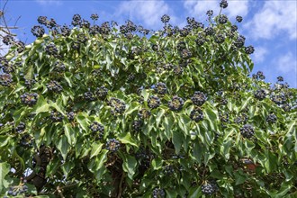 Common ivy (Hedera helix) with fruits, Bavaria, Germany, Europe