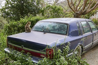 An old limousine with a cat on the boot, surrounded by trees and bushes, wrecked vehicle, Crete,