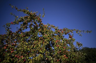 Apple tree, red apples, full, meadow orchard, Waiblingen, Baden-Württemberg, Germany, Europe