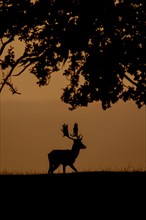 Fallow deer (Dama dama) adult male buck standing in a woodland at sunset, England, United Kingdom,