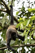 Mantled howler (Alouatta palliata) eating leaves in a tree, Cahuita National Park, Costa Rica,