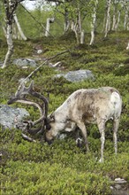 Reindeer (Rangifer tarandus) male, domesticated animal with strong velvet antlers in the tundra in