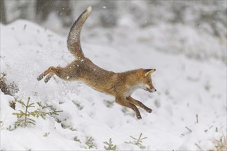 Red fox (Vulpes vulpes), leaping through a snowy forest, with a white winter background and dynamic