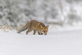 Red fox (Vulpes vulpes), cautiously walks through a snowy landscape, surrounded by a frosty forest