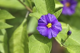 Blue blue potato bush (Lycianthes rantonnetii), gentian tree, flowering, Wilnsdorf, North