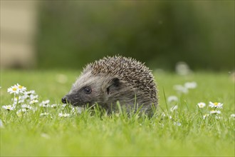 European hedgehog (Erinaceus europaeus) adult animal on a garden grass lawn with flowering daisy