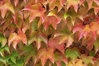 Wild Vine Red and yellow autumn leaves cover a wall and create a colourful, natural texture,