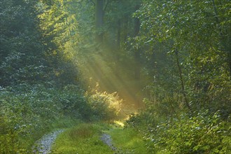 Picturesque forest path with bright sunbeams and lush greenery, a peaceful nature picture,