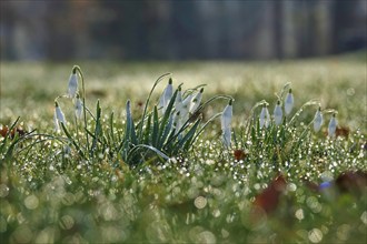 Snowdrops with morning dew, February, Germany, Europe