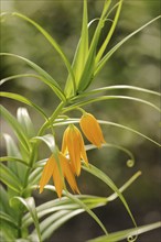 Climbing lily (Littonia modesta, Gloriosa modesta), flowers, native to South Africa