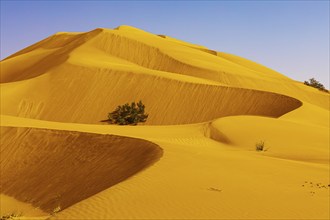 Wind-sculpted curved sand dunes with green vegetation, in the Rub al Khali desert, Dhofar province,