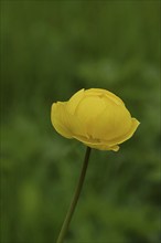 European trollflower (Trollius europaeus), yellow flower on a wet meadow, Wilnsdorf, North