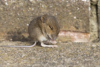 Brown rat (Rattus norvegicus) juvenile baby rodent animal washing its front foot by a building