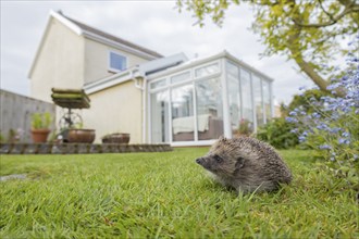 European hedgehog (Erinaceus europaeus) adult animal on an urban garden grass lawn in the spring