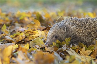 European hedgehog (Erinaceus europaeus) adult animal on an urban garden grass lawn with fallen