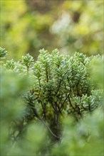 Close-up of a green box tree with blurred background outdoors, Gechingen, Black Forest, Germany,