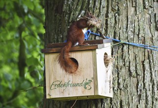 Squirrel building a nest in the squirrel house, Kobel, on a lime tree, Schleswig-Holstein, Germany,