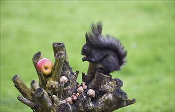 Squirrel, (Sciurus) eating nuts in the garden, Schleswig-Holstein, Germany, Europe