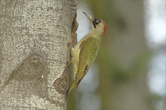 European green woodpecker (Picus viridis) male at the breeding den, wildlife, North