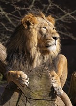 Asiatic Lion (Panthera leo persica), male lying on a tree trunk, occurring in India, captive