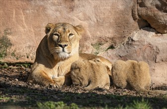 Asiatic Lion (Panthera leo persica), female, mother lying on the ground and suckling her two cubs,