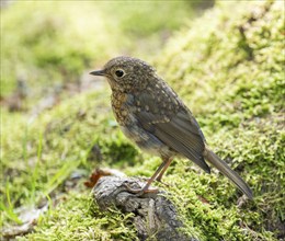 European robin (Erithacus rubecula), young bird standing on a mossy stone, Germany, Europe