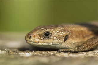 Common lizard (Zootoca vivipara) adult reptile basking on a wooden sleeper, England, United