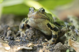 Common frog (Rana temporaria) adult amphibian on a garden vegetable bed in the summer, England,