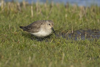 Dunlin (Calidris alpina) adult wading bird on grassland, England, United Kingdom, Europe