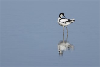 Pied avocet (Recurvirostra avosetta) adult wading bird preening in shallow water, England, United