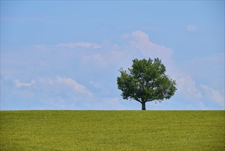 A single tree stands in a green meadow under a blue sky with white clouds, Valensole,