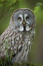 Barred Owl (Strix nebulosa), with grey brown plumage, in the forest, focused view, summer