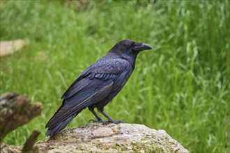 Raven (Corvus corax), standing on a stone and observing its surroundings, summer, Switzerland,