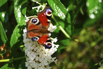 Peacock butterfly (Inachis io), September, Mecklenburg-Western Pomerania, Germany, Europe