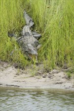 Nile Crocodile (Crocodylus niloticus), wild adult animal rests with open mouth in green grass in