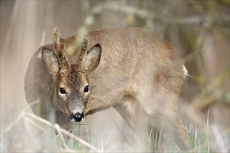 Roe deer standing between trees and grasses, looking alert and natural, European roe deer