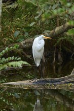 Great Egret (Ardea alba), in the swamp by the water, spring, Everglades National Park, Florida,