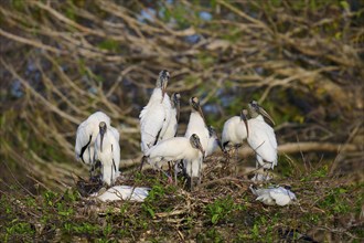 Wood stork (Mycteria americana), group on nest tree, Wakodahatchee Wetlands, Delray Beach, Florida,