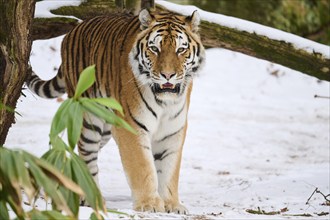 Siberian tiger (Panthera tigris altaica) standing in the snow in winter, captive, Germany, Europe