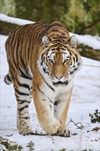 Siberian tiger (Panthera tigris altaica) walking in the snow in winter, captive, Germany, Europe