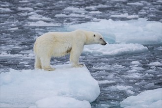 Polar bear (Ursus maritimus) on the pack ice at 82 degrees north standing on an ice floe,