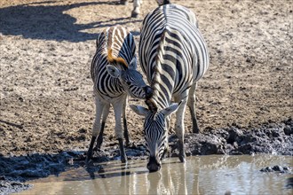 Plains zebra (Equus quagga), mother with young, drinking at the waterhole, Khama Rhino Sanctuary,