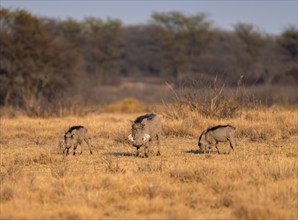 Common warthog (Phacochoerus africanus), three warthogs foraging for food, in the evening light,