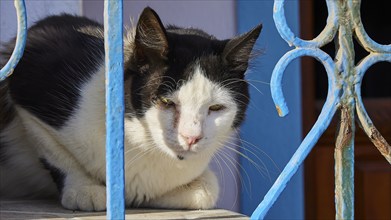 Black and white cat watching attentively through a blue railing, cat (n), Olymbos, mountain