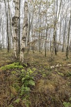 Fog in birch quarry forest (Betula pendula), Emsland, Lower Saxony, Germany, Europe