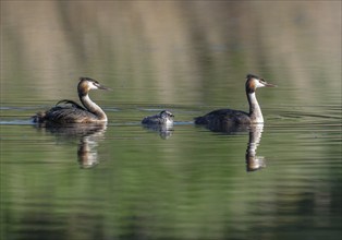 Great Crested Grebe (Podiceps Scalloped ribbonfish), two adults and juvenile swimming on a pond,