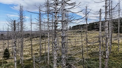 Tree mortality in the Harz Mountains. Dead pine trees in the Harz National Park, Torfhaus,